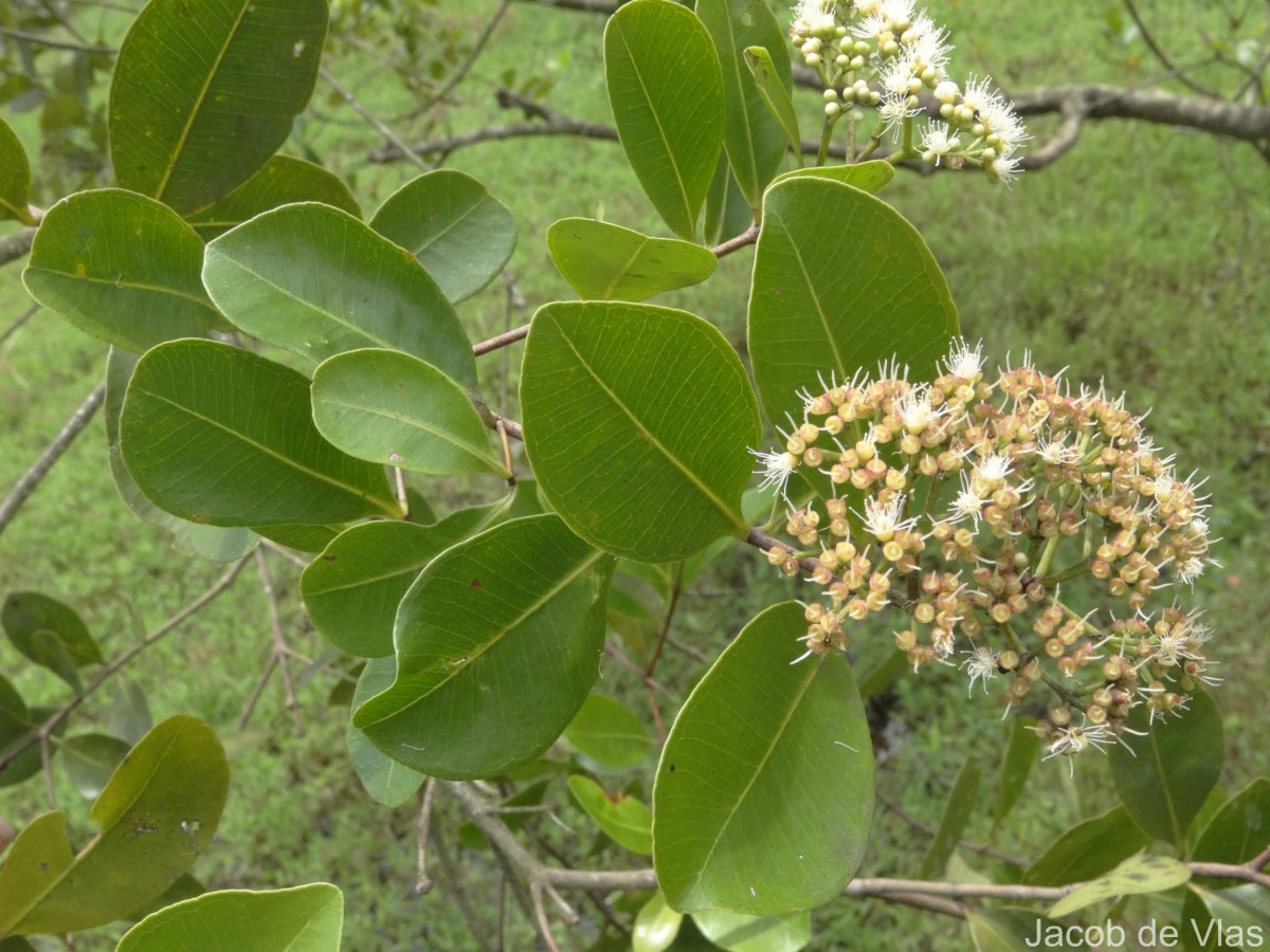 Syzygium caryophyllatum (L.) Alston